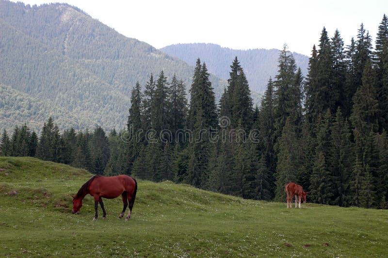 Wild horses