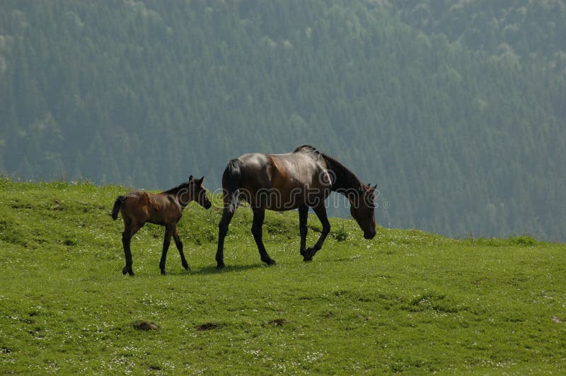 Wild horses