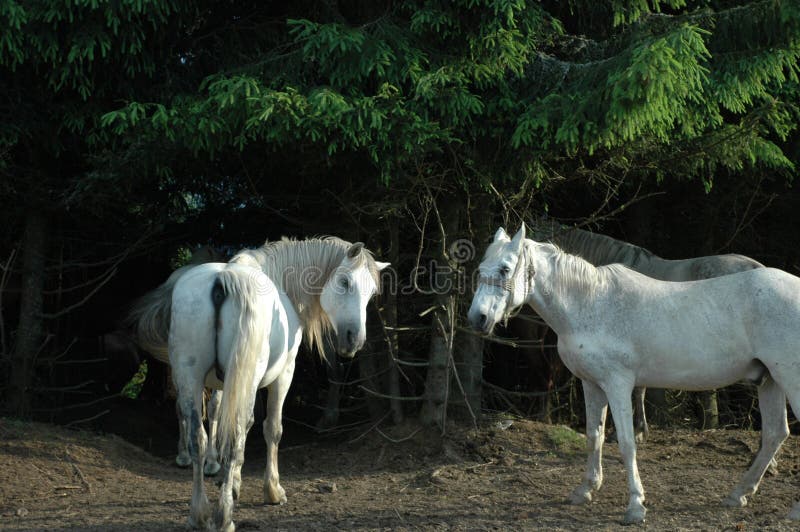 Wild horses