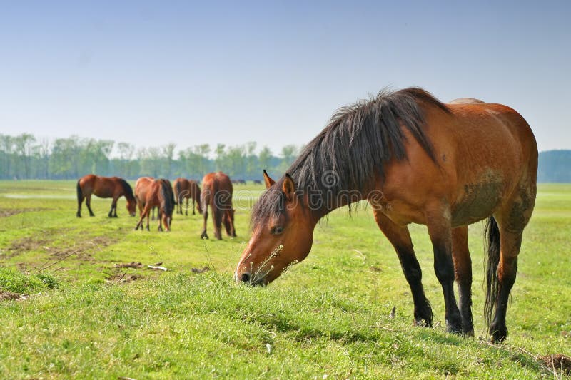 Wild horses