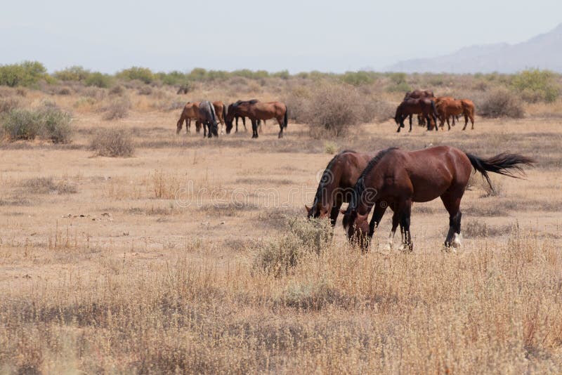 Wild Horses in the Arizona desert