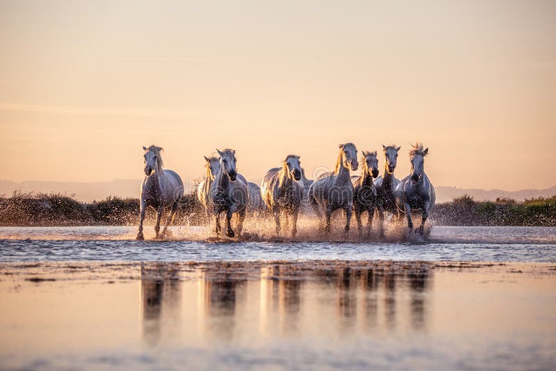 Wild Horses of Camargue running and splashing on water
