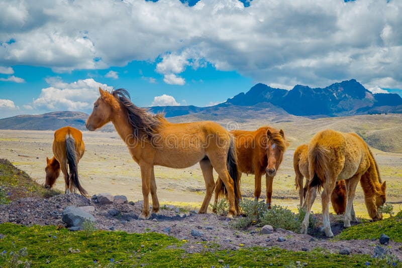 Wild Horses in the Cotopaxi National Park, in Ecuador Stock Photo