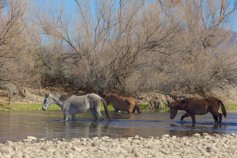 Wild Horses Crossing the Salt River