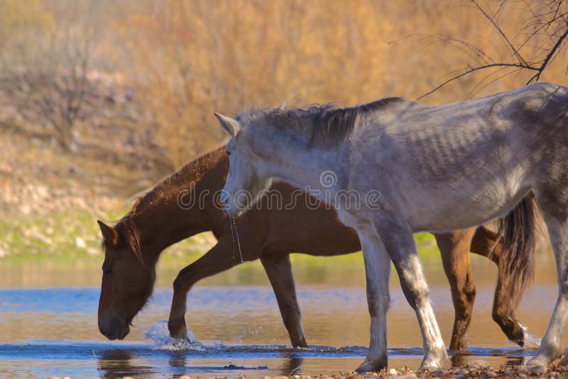 Wild Horses Crossing Salt River