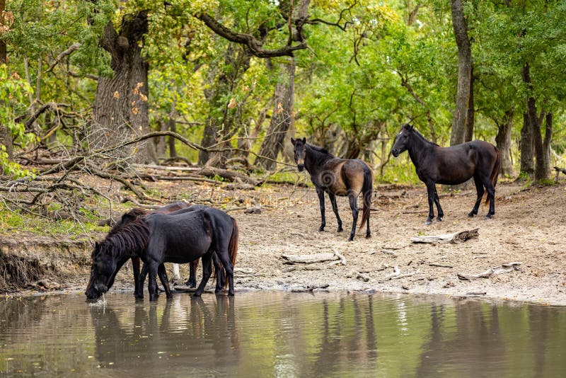 Wild horses drinking in Letea forest. From Danube Delta in Romania