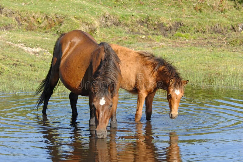 Wild horses drinking in pond royalty free stock image Wild horses drinking in pond royalty free stock image