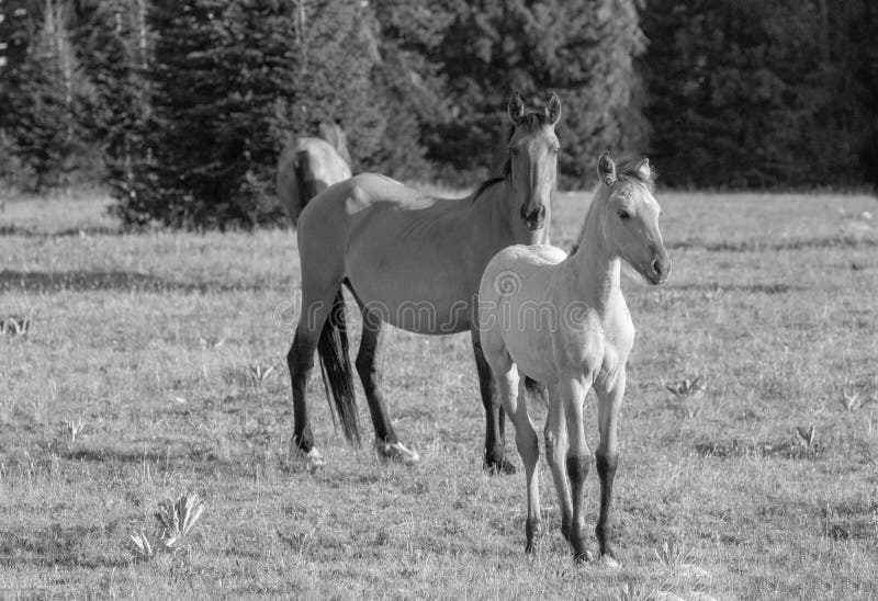 Wild Horses - Dun Buckskin Baby Colt with Buckskin Mare Mother - Black ...