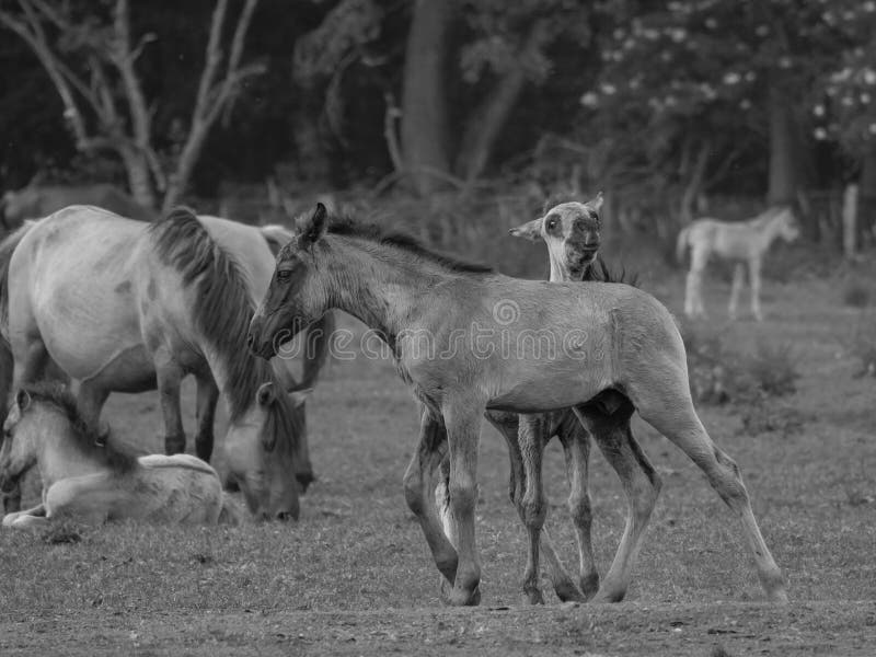 Wild Horses in the German Muensterland Stock Image - Image of horses ...