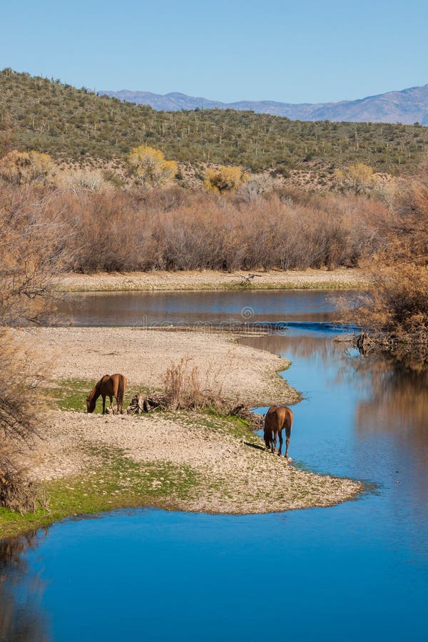Wild Horses Grazing Along Salt River