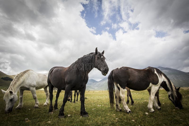 Wild horses - HDR