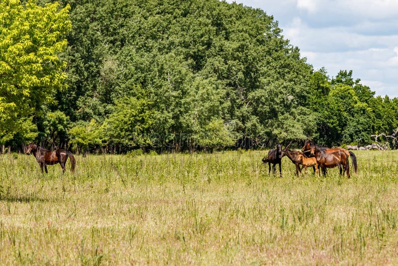 Wild horses in Letea Forest