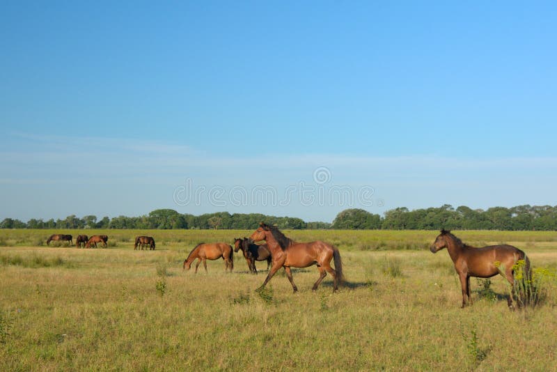 Wild Horses at Letea, Grazing on a Meadow