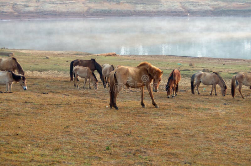 Wild horses and pony live in the meadow steppes, in the lake, royalty free stock photos Wild horses and pony live in the meadow steppes, in the lake, royalty free stock photos