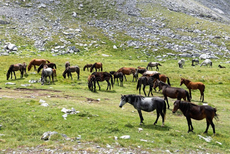 Wild horses in Greece