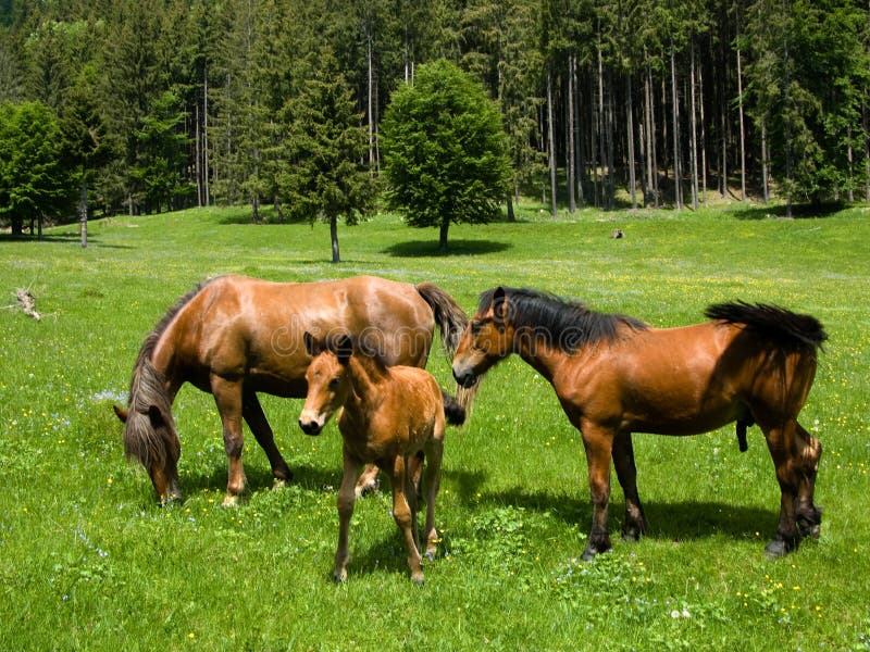 Wild horses in mountain