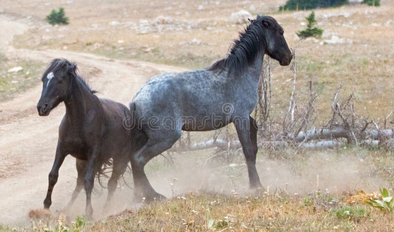 Selvaggio cavalli  battagliero montagne Selvaggio un cavallo allineare sul condizione frontiere da un unito stati.