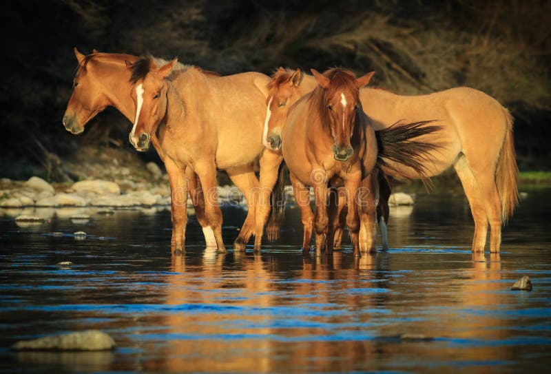 Wild Horses Mustangs in Salt River, Arizona