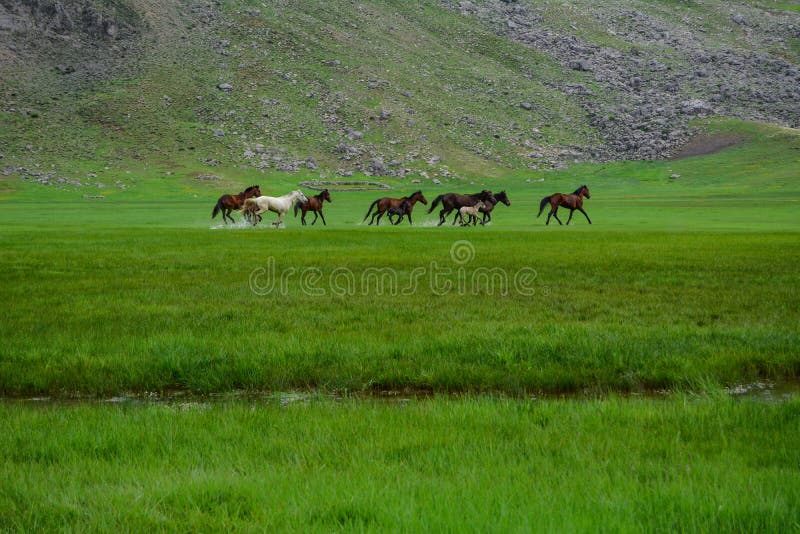 Wild Horses of Nature, Magnificent Galloping and Spring Season Stock