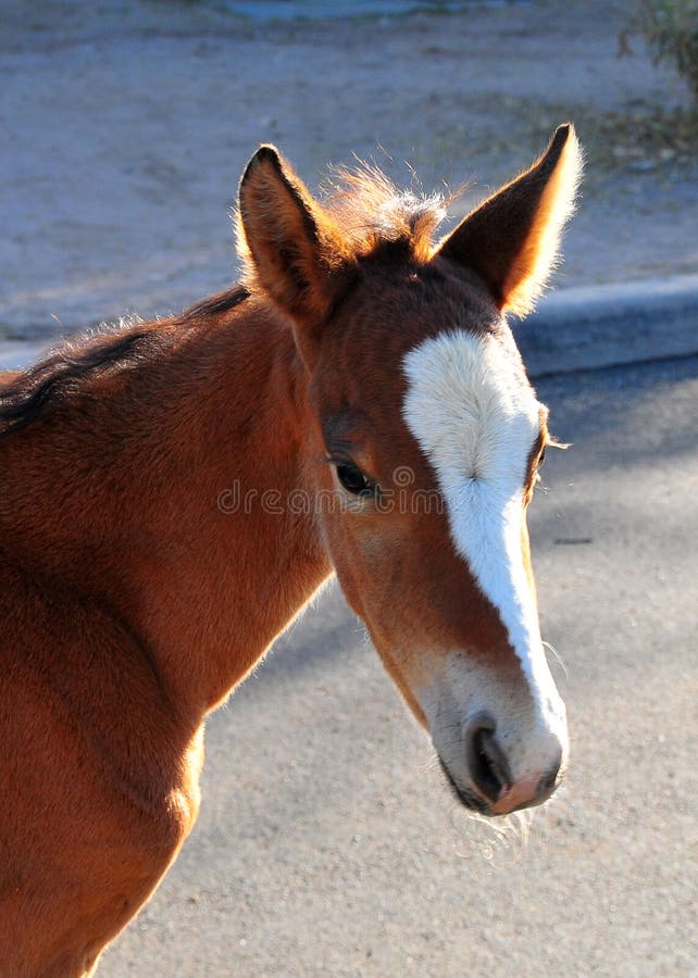 Wild Horses Playing For Fun Running Free stock image Wild Horses Playing For Fun Running Free stock image