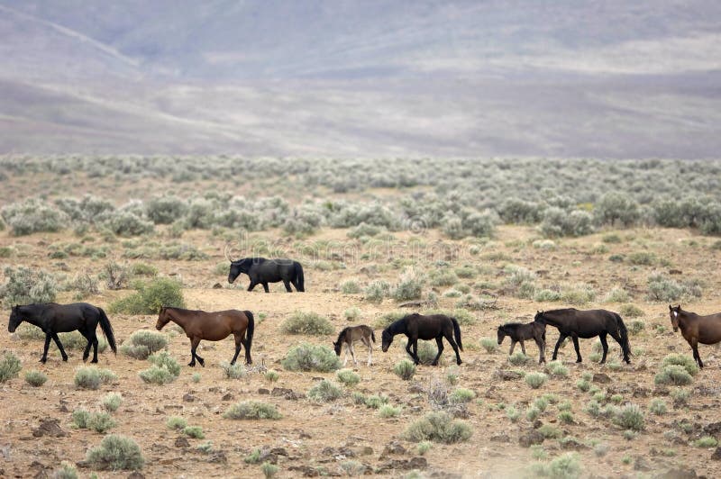 Wild horses on the praire