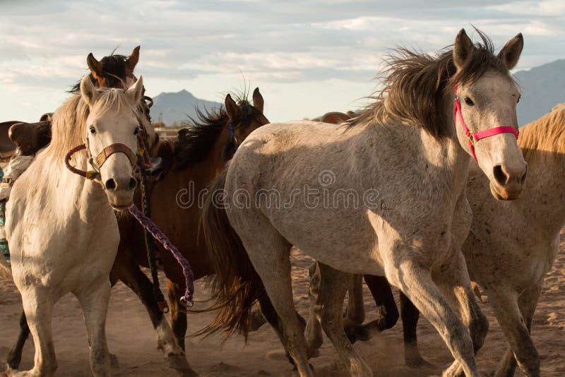 Wild Horses at the Professional Rodeo