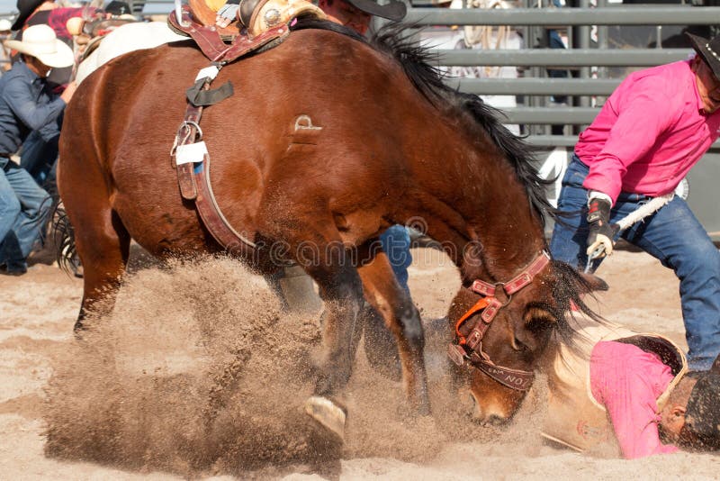 professional wild horse racers association professional wild horse racers association