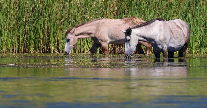 Wild Horses @ Rio Salado (Salt River) Arizona