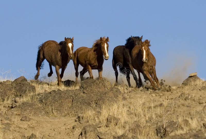 Wild horses running