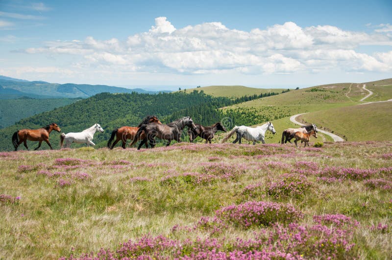 Wild horses running on mountain pasture