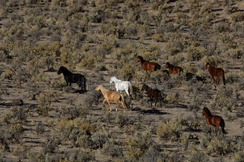 Wild Horses Running through Sagebrush Stock Photo Image of grace