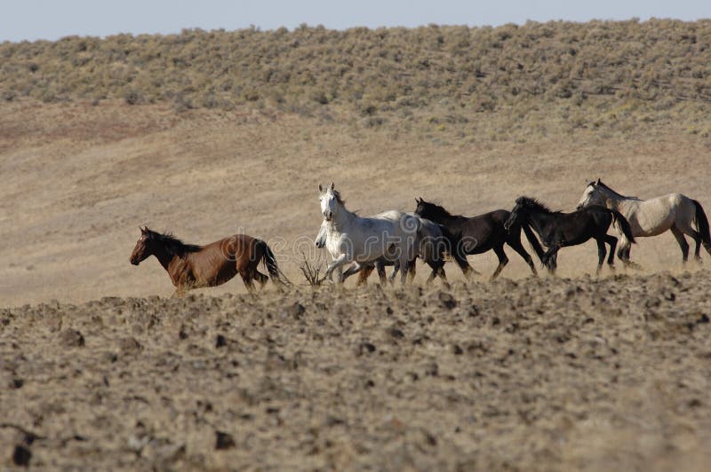 Wild Horses Running through Sagebrush Stock Photo Image of herd, hoof