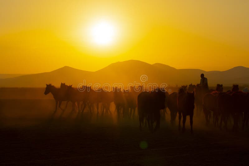 Wild horses running at sunset / Kayseri - Turkey