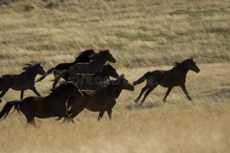 Wild horses running in tall grass