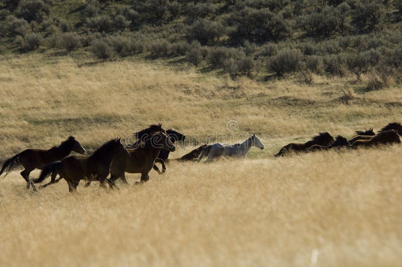 Wild horses running in tall grass