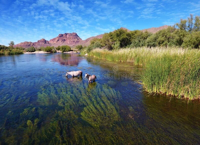 Wild Horses @ Salr River (Rio Salado) Arizona