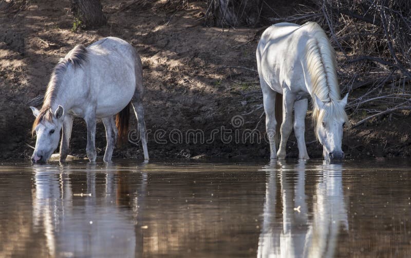 Wild Horses on the Salt River, Tonto National Forest