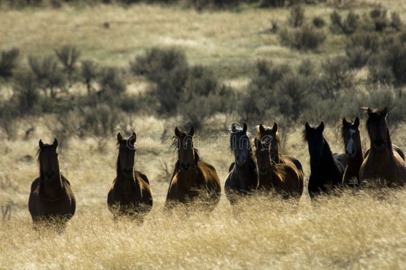 Wild horses standing in tall grass