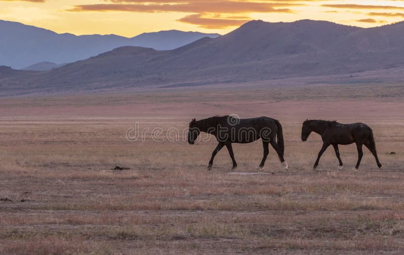 Wild Horses at Sunset in the Utah Desert Stock Photo Image of mammal