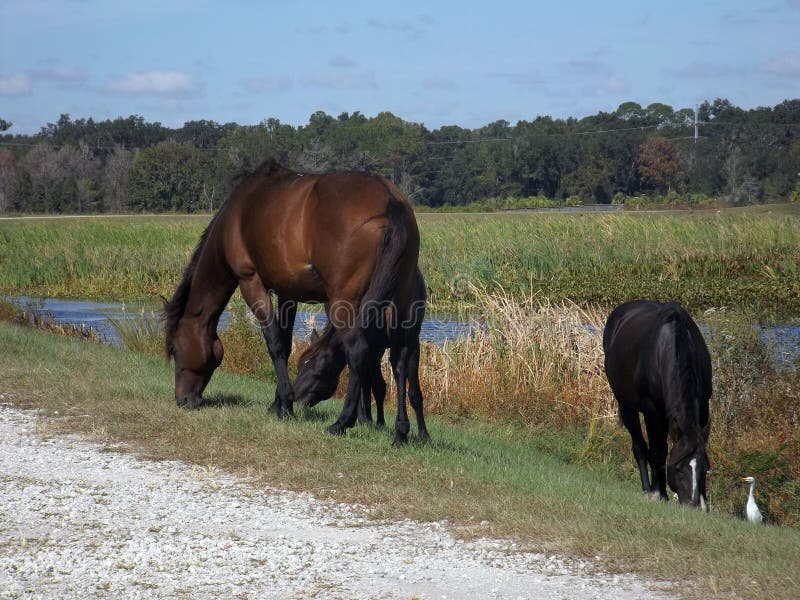 Wild Horses Sweetwater Wetlands Gainesville Florida