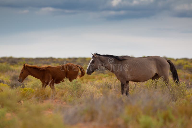 Wild Horses In Utah