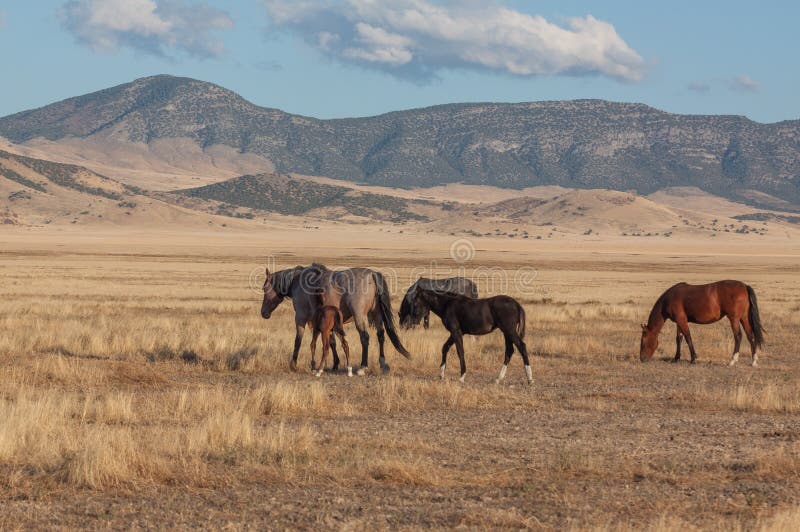 Wild Horses in Utah in Fall Stock Photo Image of heritage, mammal