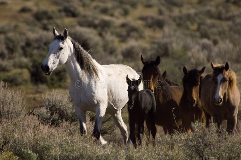 Wild horses and young colt