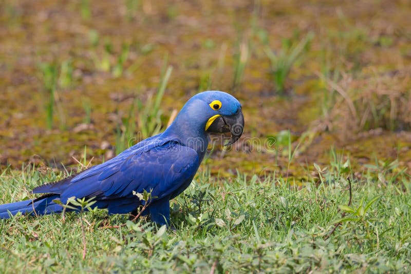 A wild Hyacinth Macaw (Anodorhynchus hyacinthinus) on the ground against a blurred natural background, Pantanal, Brazil. A wild Hyacinth Macaw (Anodorhynchus hyacinthinus) on the ground against a blurred natural background, Pantanal, Brazil