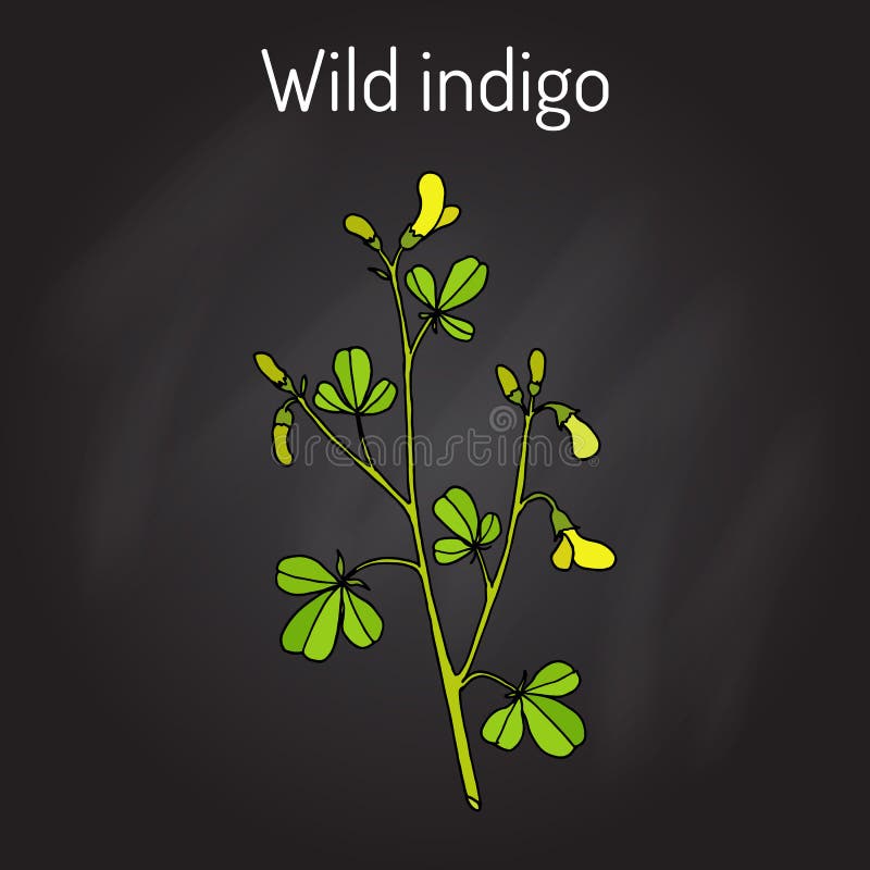 Baptisia Stock Illustrations 8 Baptisia Stock Illustrations, Vectors