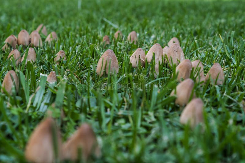 Wild Ink Cap Mushrooms Growing In A Garden Lawn Stock Image