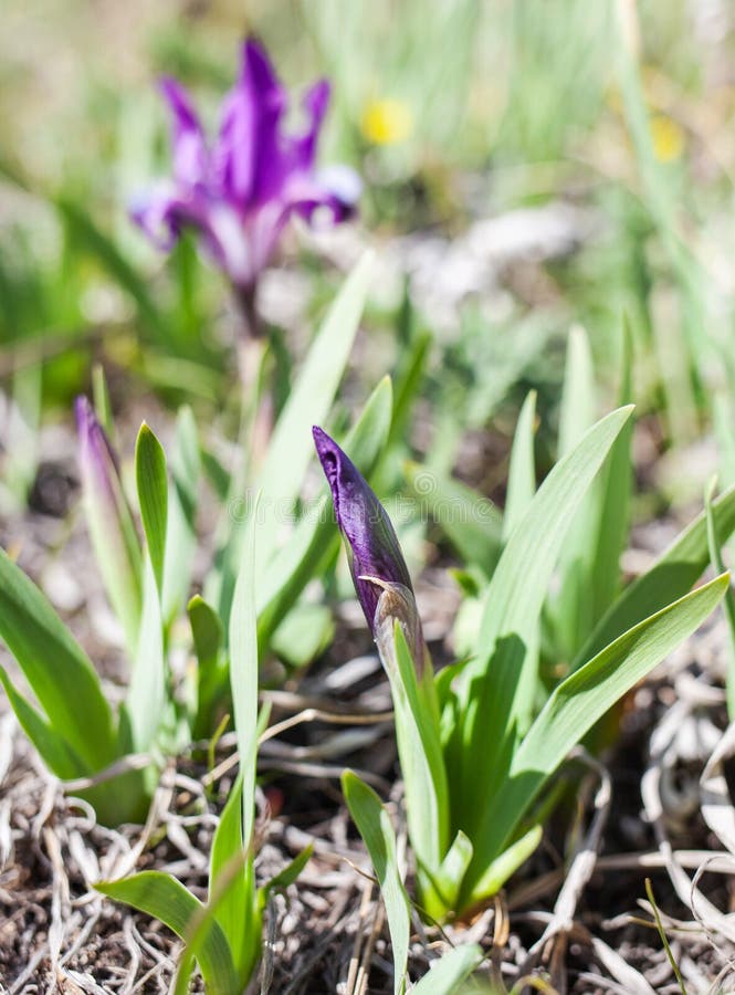 Sprout of irises stock image. Image of plant, landscape 113333021