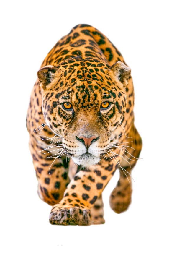 wild-jaguar-cat-isolated-white-running-toward-camera-his-ferocious-look-pointing-photographer-61377205.jpg