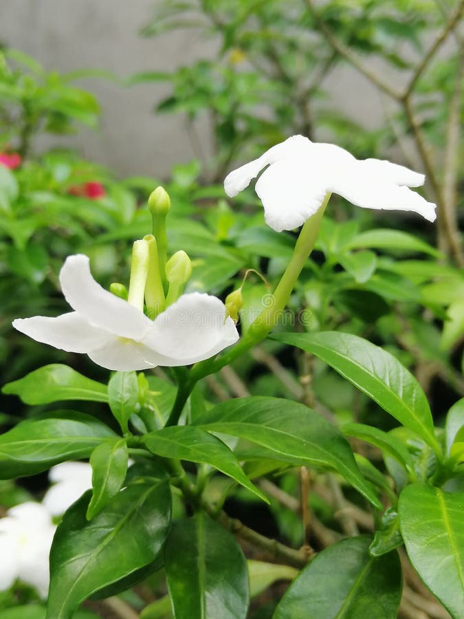 Wild jasmine in blooming stock photo. Image of blooming 213046158