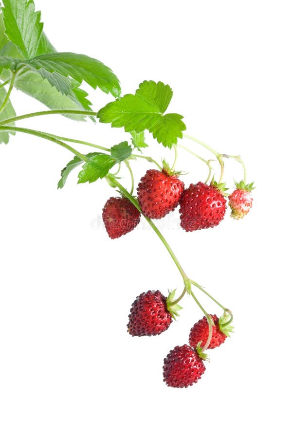 Wild strawberries on a white background. Wild strawberries on a white background